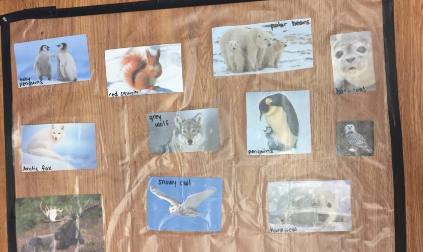 Active Learning Toddler display