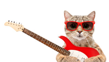 Cat in sunglasses with electric guitar isolated on white background