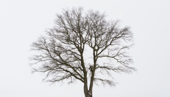 Freestanding,Tree,In,Winter