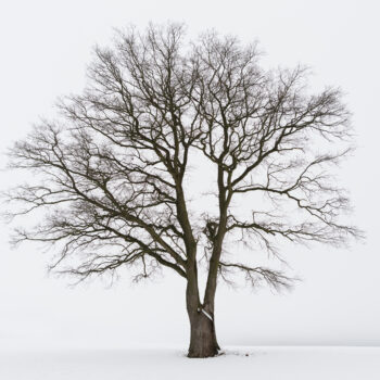 Freestanding,Tree,In,Winter