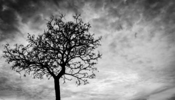 Silhouette,Dead,Tree,On,Dark,Dramatic,Sky,Background,For,Scary