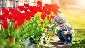 Little,Child,Walking,Near,Tulips,On,The,Flower,Bed,In