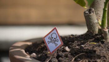 Poisonous,Plant,In,Terracotta,Pot